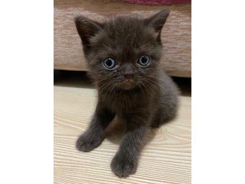 British shorthair kahverengi