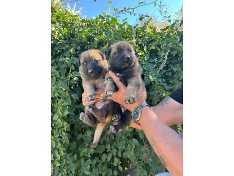 Birinci sınıf belçika malinois yavrular