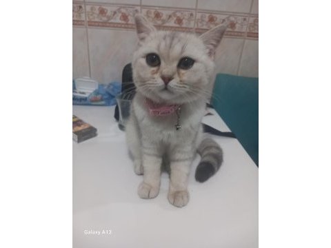 Blue point gri british shorthair yavrular