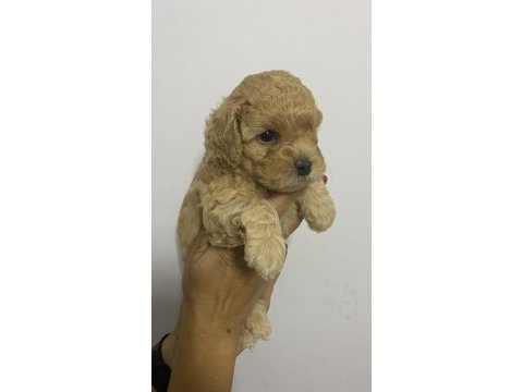 Erkek tam toy poodle maks 3 kg ırk garantili