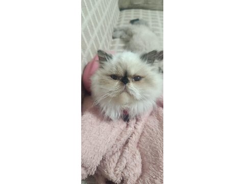 Yumos yumoş iran kedisi