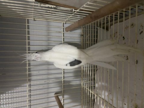Sultan papağanı albino