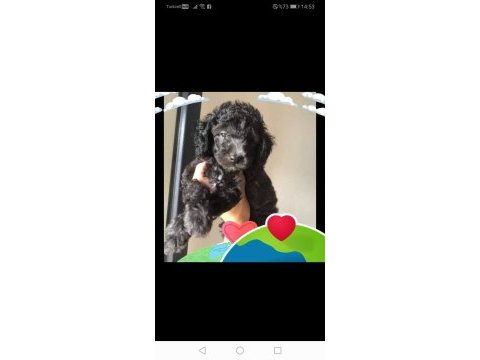 Evde bakılabilecek tek ırk toy poodle