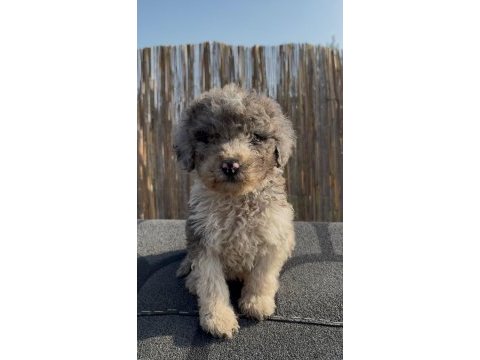 Safkan labradoodle bebekler
