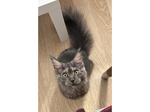 Eş arama ilanı maine coon