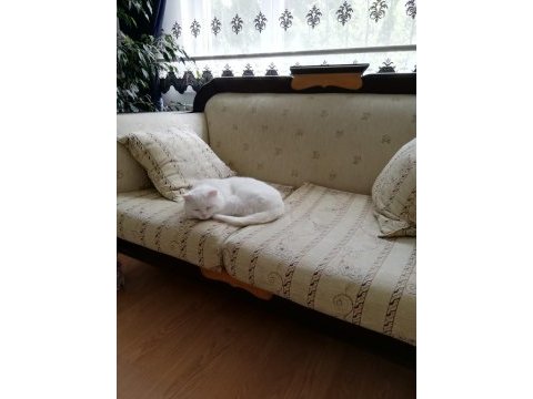 Ücretsiz scottish fold 2 yaşında kısır değil