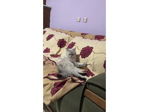 2 yaşında british shorthair dişi