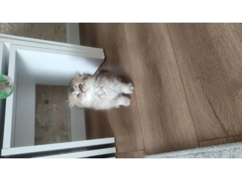Sıfır kulak scottish fold yavrularımız