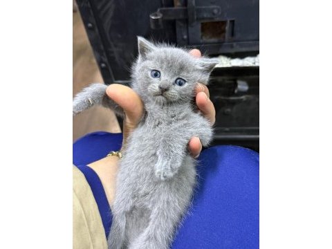 Çok sağlıklı british shorthair