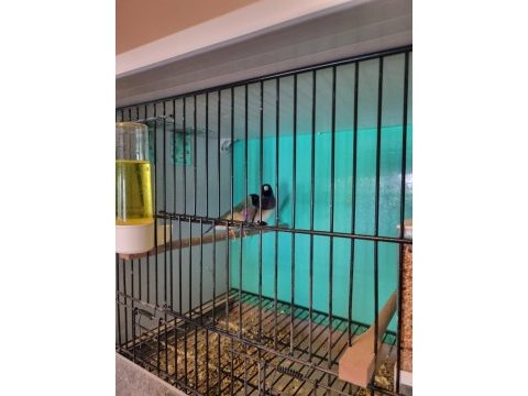 1 takım gouldian finch