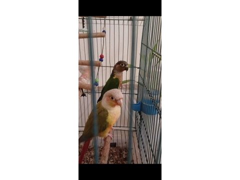 Konur papağanları