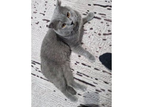 Yakışıklı erkek kedimiz