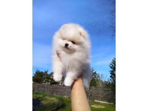 Orjinal pomeranian boo