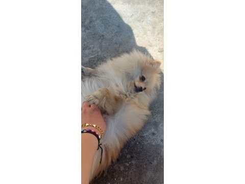Pomeranian spitz
