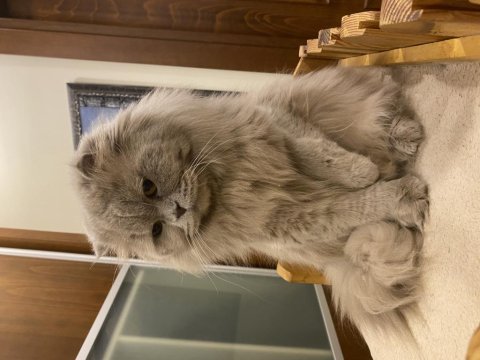Safkan longhair artık bakamadığımdan sahiplendiriyorum