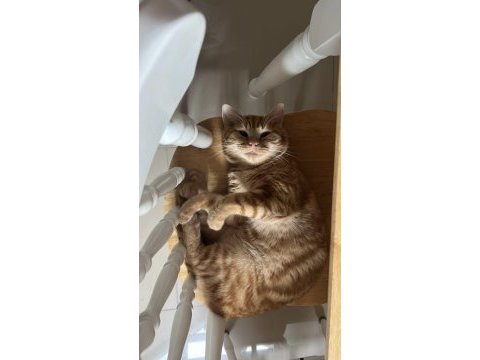 Behlül - 1 yaşında scottish shorthair