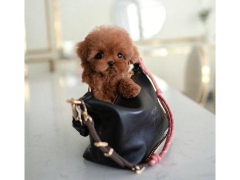 Toy poodle yavrularım kore