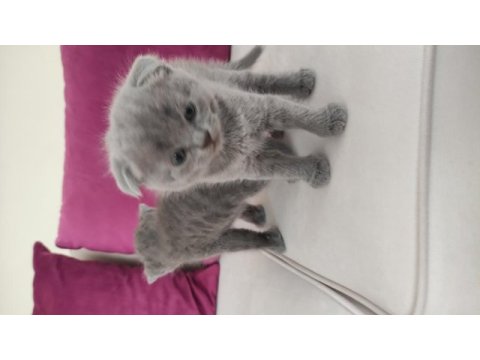 British shorthair scottish fold yavrular