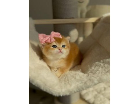 British shorthair açıklamayı okumadan aramayın lütfen