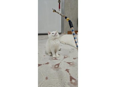 Kedimiz yurtdışındandır petshopcular ulaşmasın