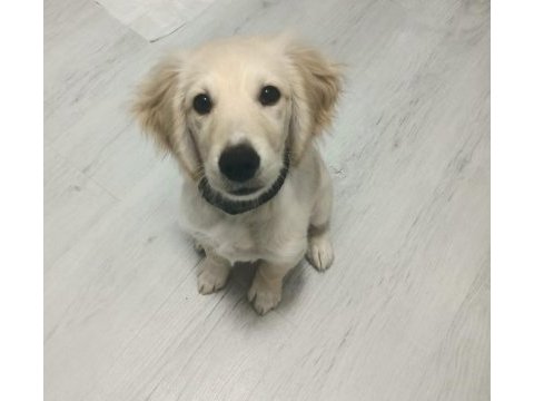3 aylık erkek aşıları tam golden retriever