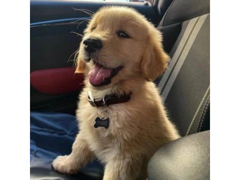 Dişi erkek golden retriever kapıda ödemeli güvenli sistem