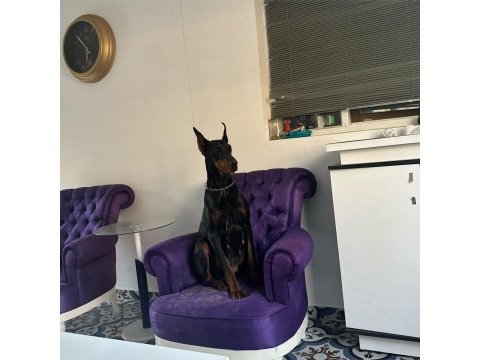 Safkan eğitimli doberman