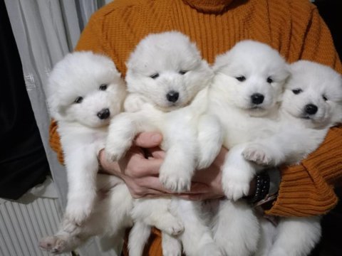 Safkan samoyed