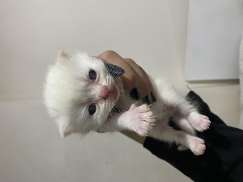 Rezerveye açık scottish fold yavrular