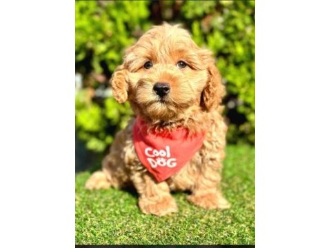 0 numara mini boy mükemmel kalite maltipoo yavru