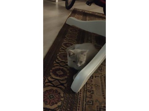 Moka ya yuva arıyoruz british shorthair
