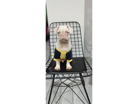 Türkiyede tek albino pug yavrumuz sizlerle