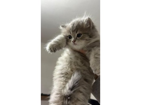 Yavru british longhair