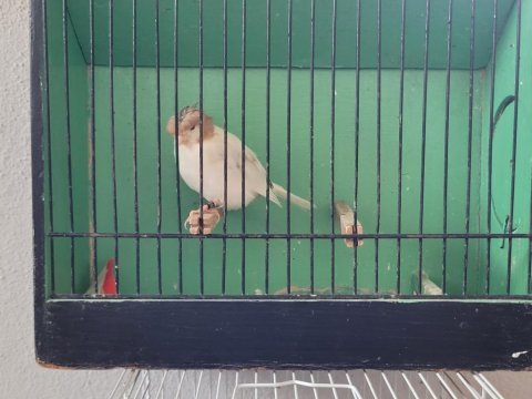 Kanarya meraklısına