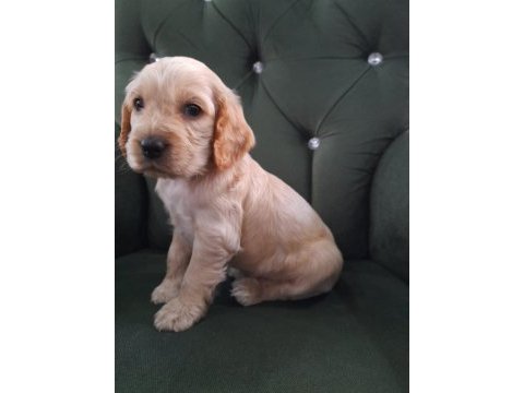 Golden retriever yavruları