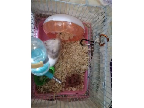 Yeni hamster yavrular