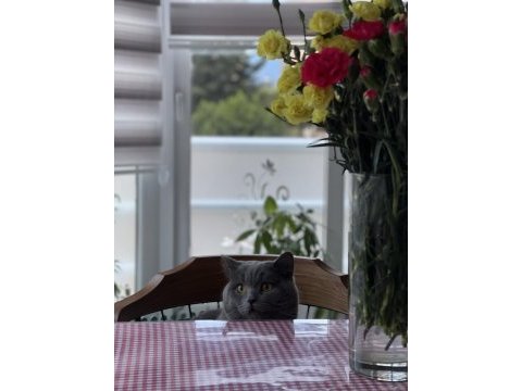 British shorthair kedimiz