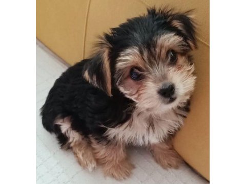 2 aylık dişi yorkshire terrier