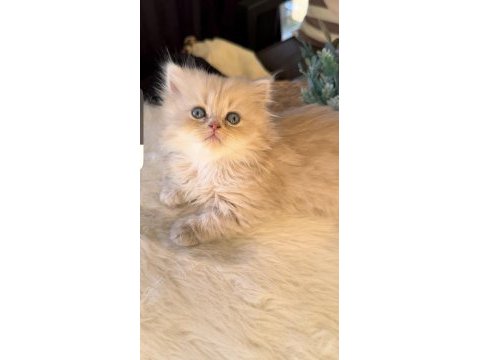 British longhair