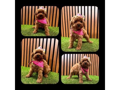 Toy poodle yavru köpeklerimiz