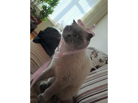 Dişi blue point kedim sahiplendirilecektir
