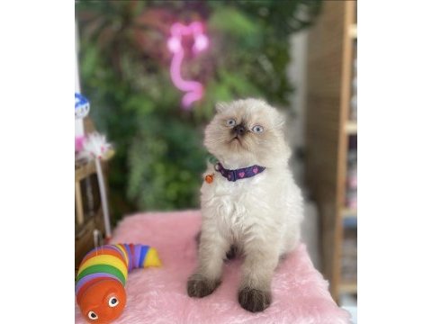 Sıfır kulak prensim tek ırk sağlık garantili kedimiz