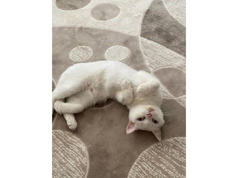 2 yaşında british shorthair 1 doğum yaptı