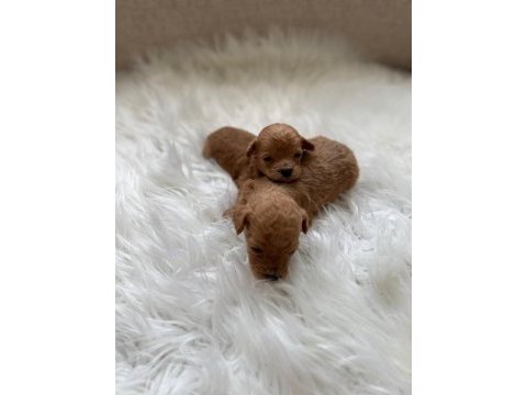 Poodle bebişlerimiz