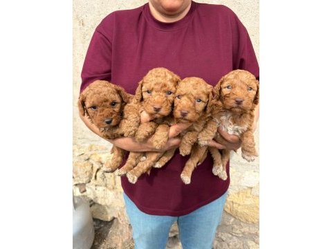 Sevgi dolu maltipoo yavrular yeni ailesini arıyor