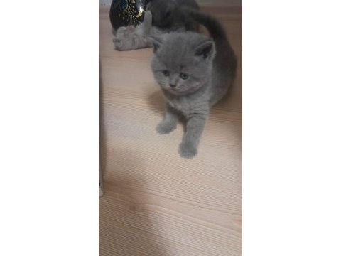 Yavru kediler ücretli sahiplendirilecektir