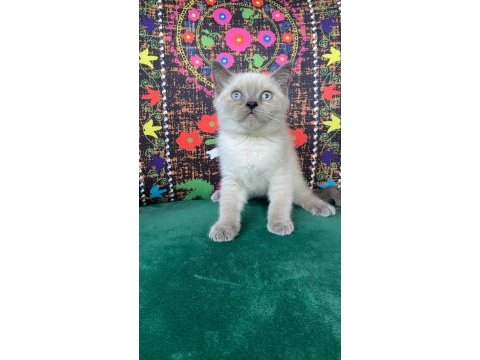 Masmavi gözler çok akıllı yavru