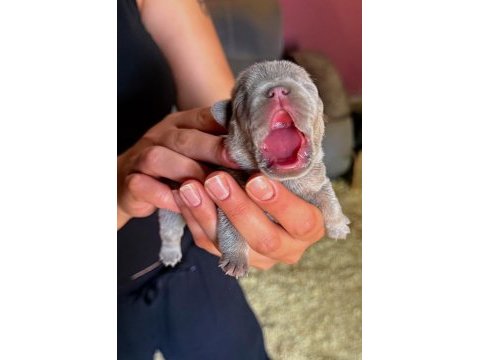 Mükemmel anatomi blue fransız bulldog bebekler