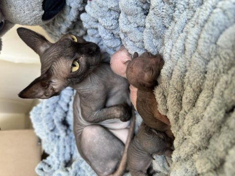 3 adet orijinal mavi göz sphynx