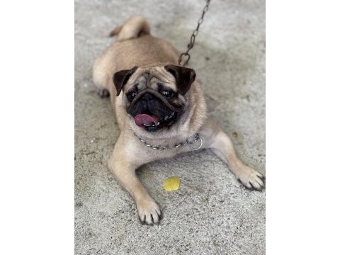Pug bebekler